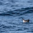 Probable Puffin des Anglais juvénile